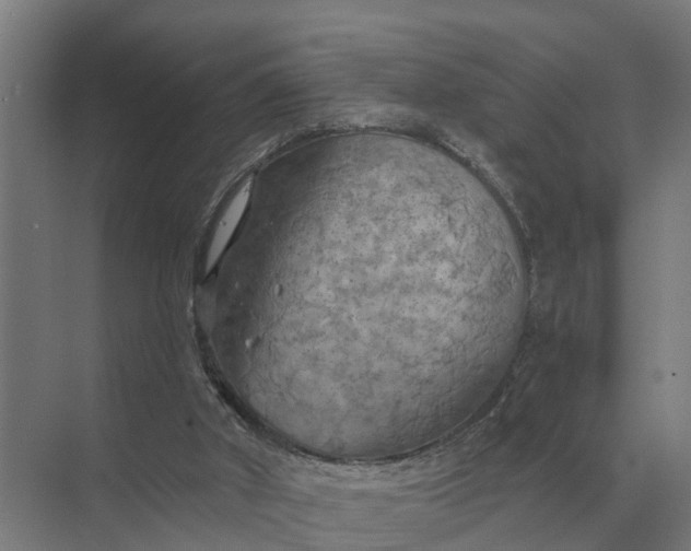 X0000069810010200606021517