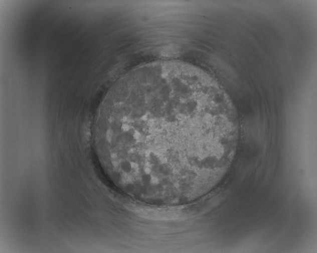 X0000069810032200606021517