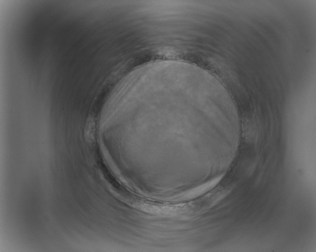 X0000069810036200606021517