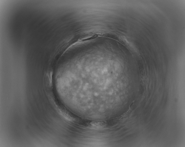 X0000069810070200606021516