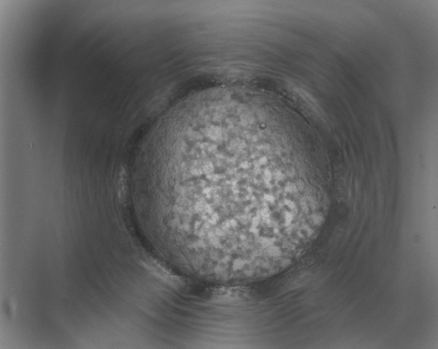 X0000069810077200606021516