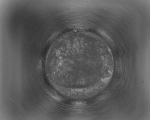 X0000069810165200606021514