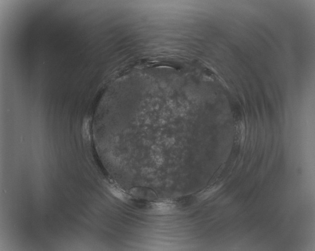 X0000069810286200606021513