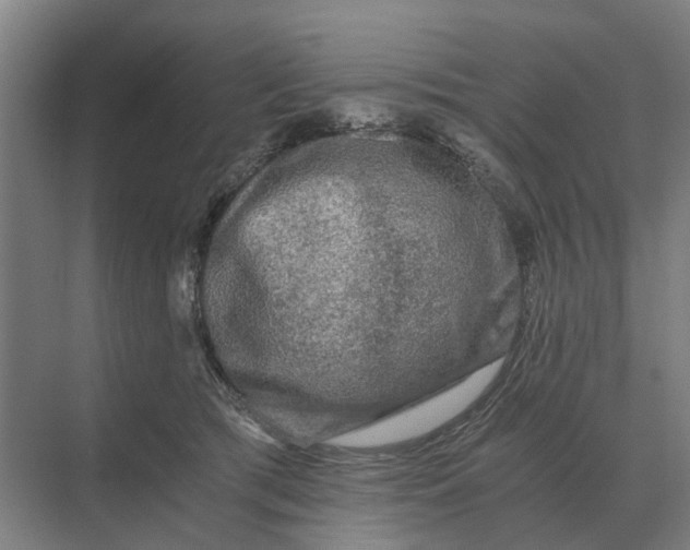 X0000069810417200606021510