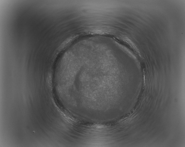 X0000069810444200606021509