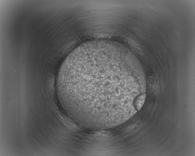 X0000069810550200606021508