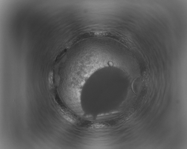 X0000069810650200606021506