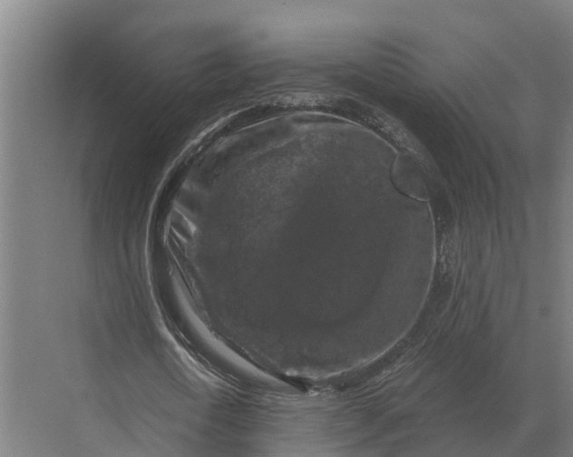 X0000069810722200606021504