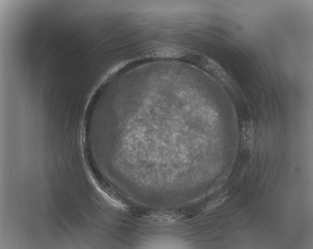 X0000069810726200606021504