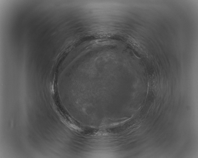 X0000069810742200606021505