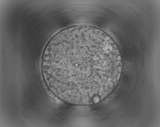 X0000069810856200606021503