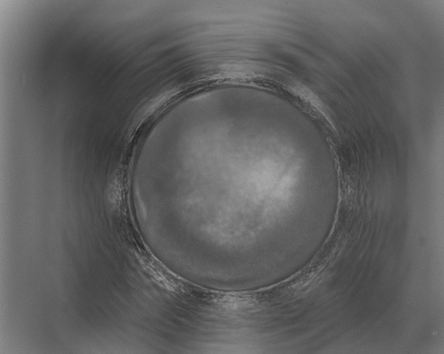 X0000069810874200606021502