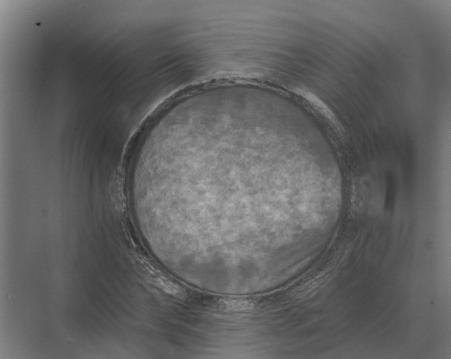 X0000069810878200606021502