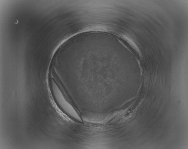 X0000069810944200606021501