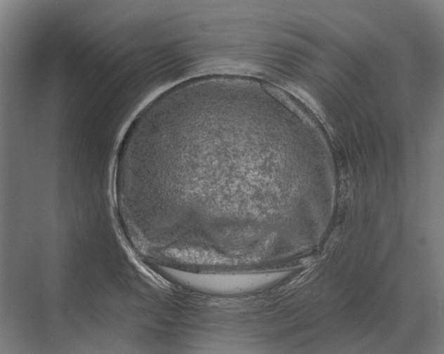 X0000069811128200606021458