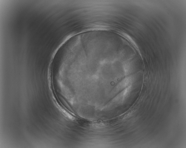 X0000069811243200606021457