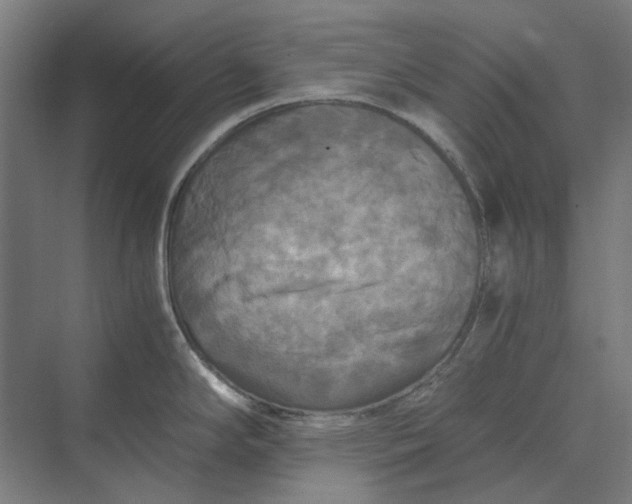 X0000069811294200606021455