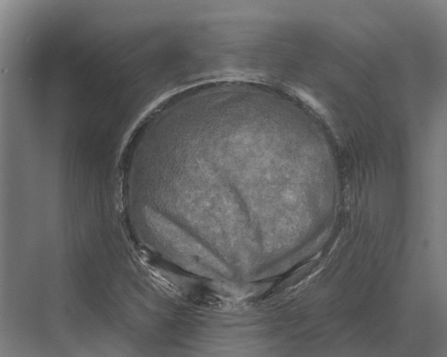 X0000069811310200606021455