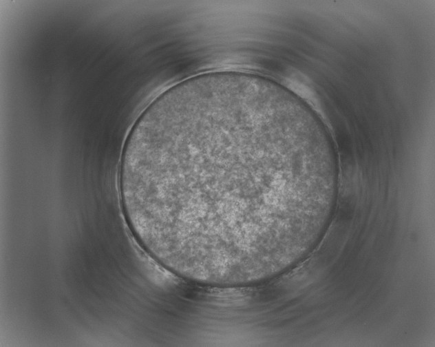 X0000069811338200606021455