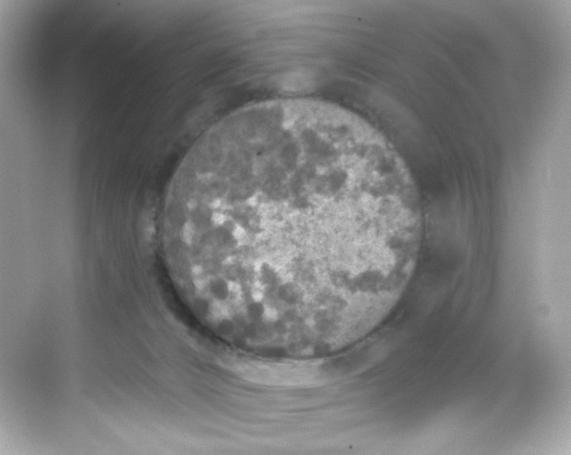 X0000069810032200606091846