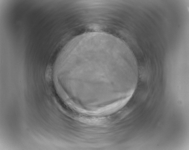 X0000069810036200606091846