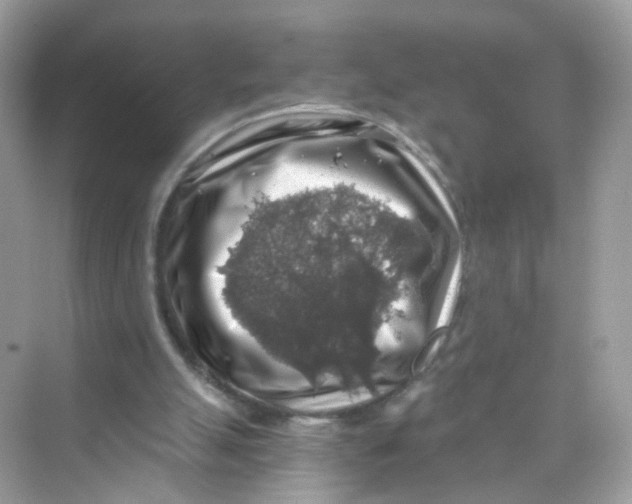 X0000069810055200606091845