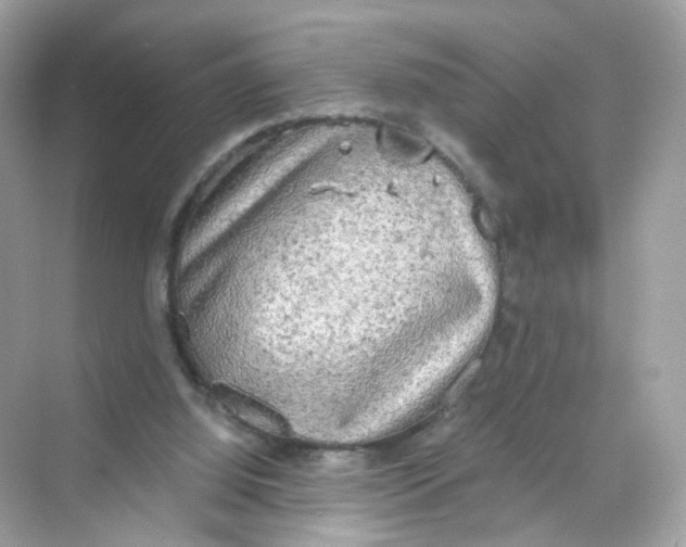 X0000069810060200606091845