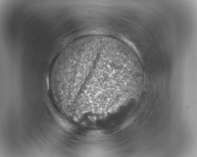 X0000069810061200606091845