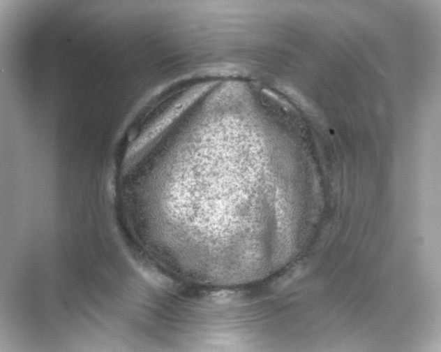 X0000069810064200606091845