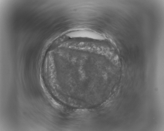 X0000069810145200606091844