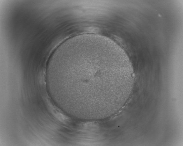 X0000069810146200606091844