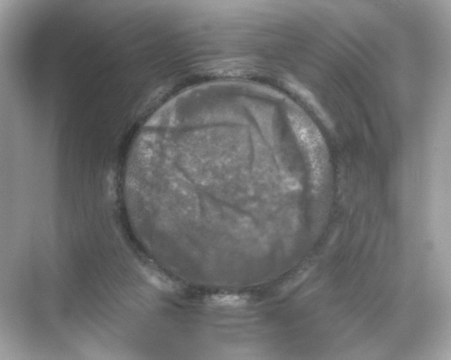 X0000069810161200606091844