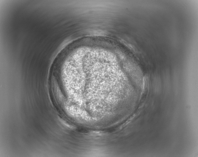 X0000069810195200606091844