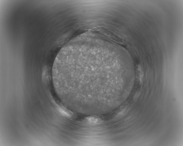 X0000069810272200606091842