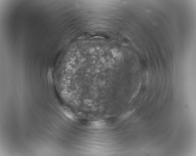 X0000069810286200606091843