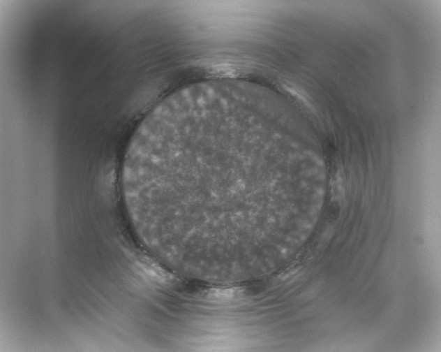 X0000069810314200606091842