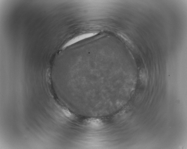 X0000069810322200606091841