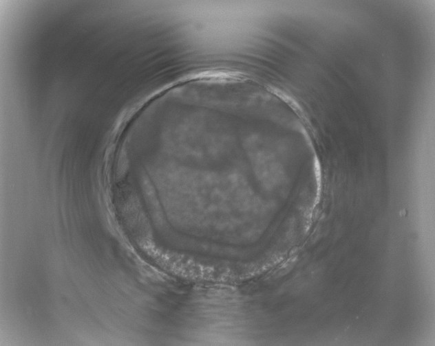 X0000069810337200606091840