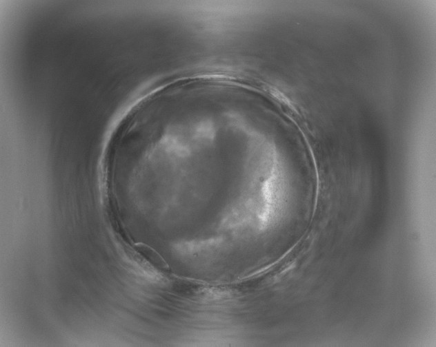 X0000069810343200606091840