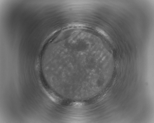 X0000069810352200606091841