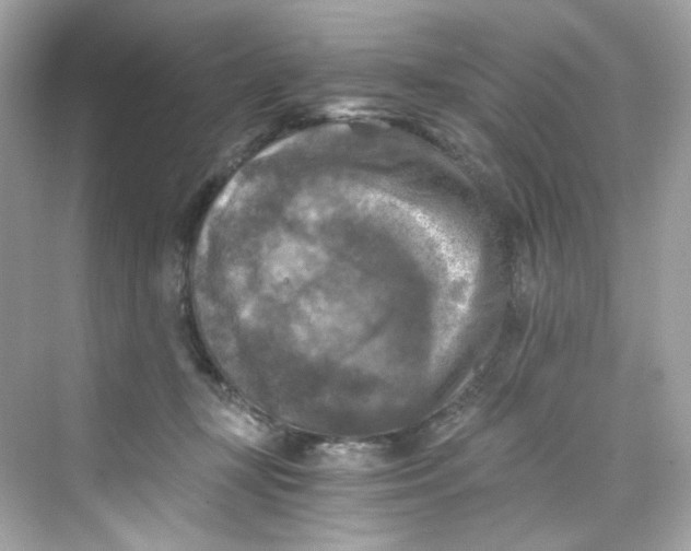 X0000069810367200606091841