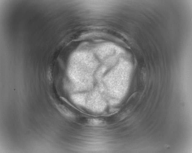 X0000069810380200606091841