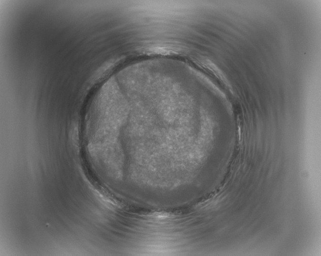 X0000069810444200606091839