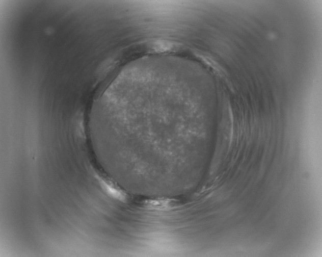 X0000069810524200606091838