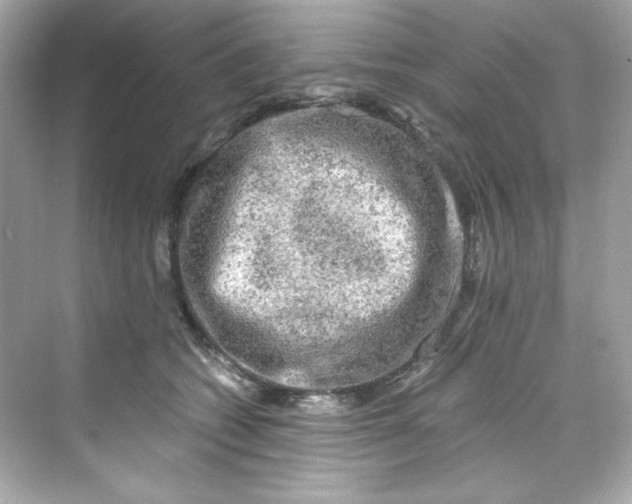 X0000069810562200606091838