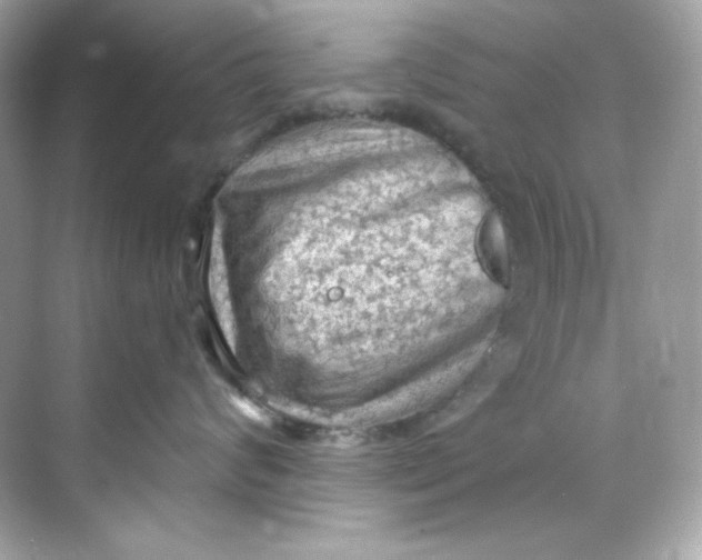 X0000069810624200606091836