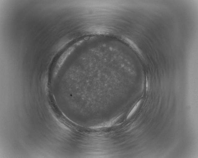 X0000069810627200606091836