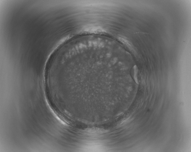 X0000069810630200606091836