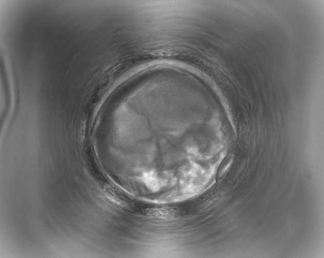 X0000069810652200606091836