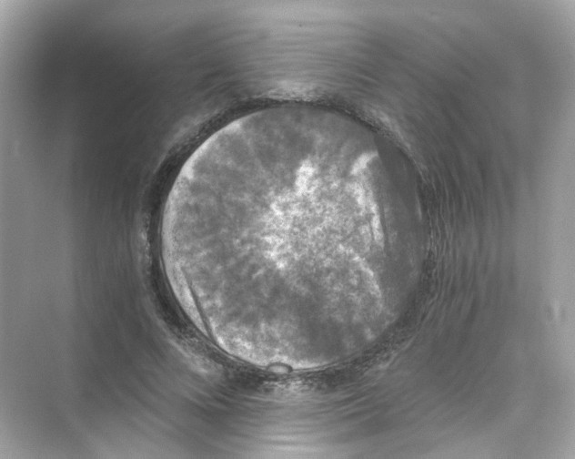 X0000069810688200606091835